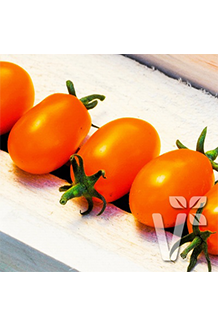 Solanum lycopersicum Mirado Orange veredelt