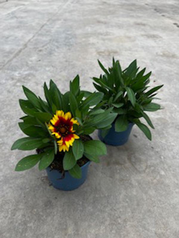 Gaillardia aristata Guapa Flamenco Bicolor