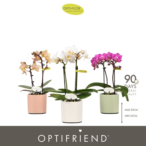 Phalaenopsis hybrida Mixtray In Piemonte Mix