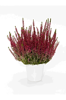 Calluna vulgaris Athene