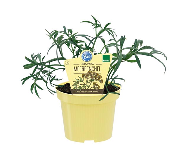 Crithmum maritimum Bio-Meerfenchel
