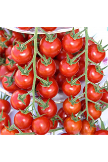 Solanum lycopersicum Philovita unveredelt