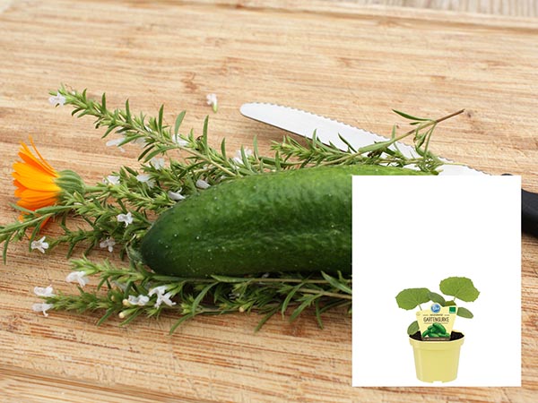 Cucumis sativus Bio-gurke Hexennase