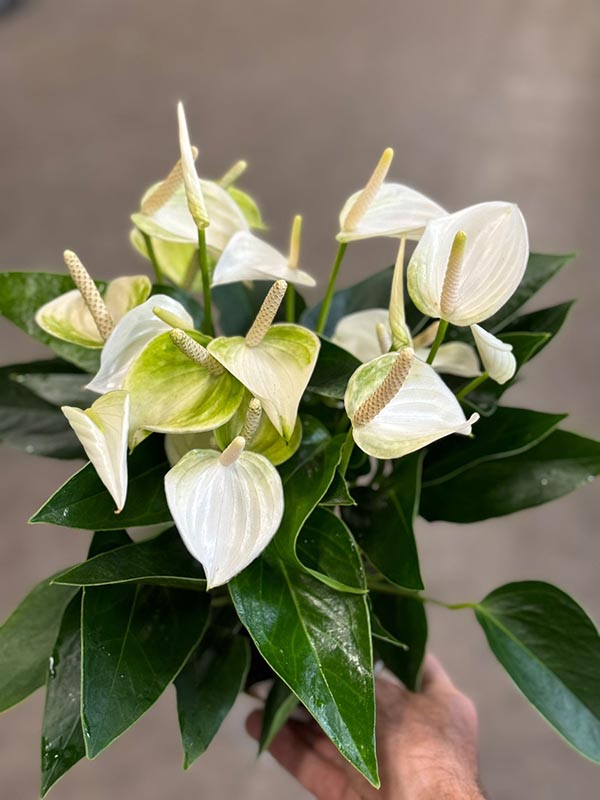 Anthurium andreanum White champion