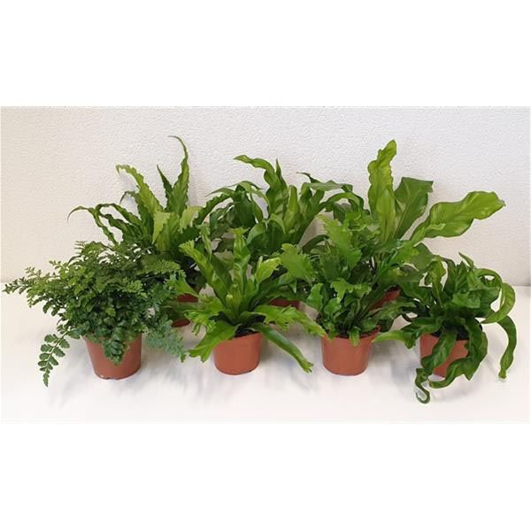 Asplenium antiquum Mix