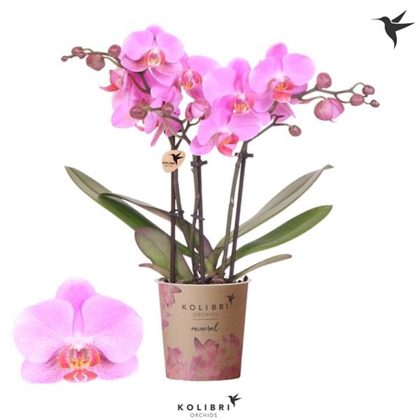 Phalaenopsis hybrida Multiflora Frederikstad