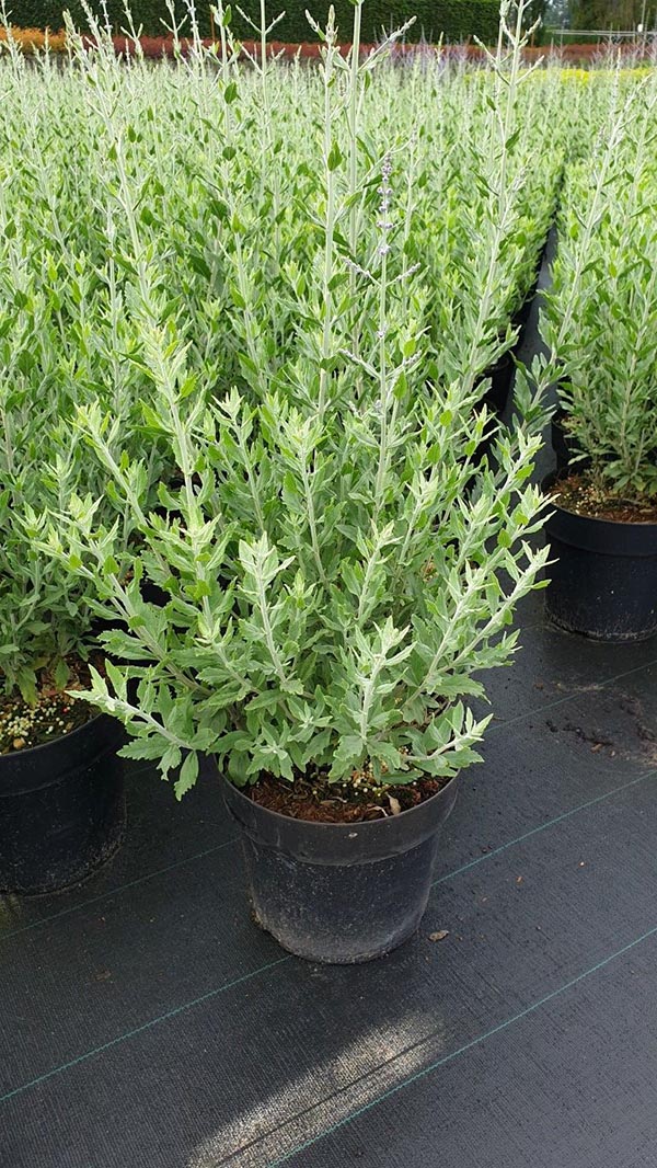 Perovskia atriplicifolia Little Spire