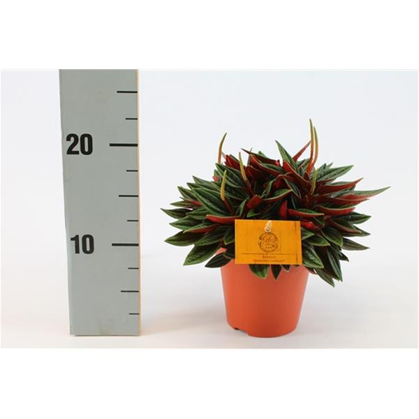 Peperomia caperata Rosso
