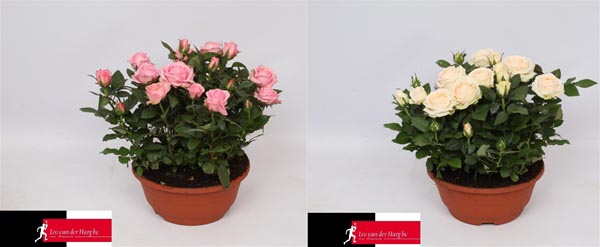 Rosa hybrida Grand Adele&belami