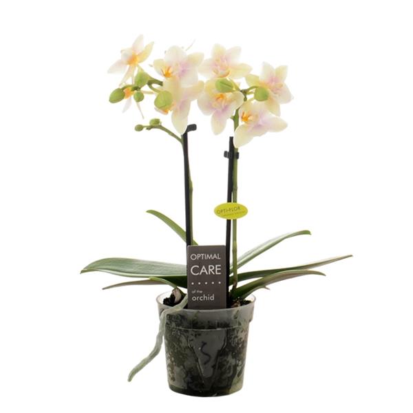 Phalaenopsis hybrida Sara