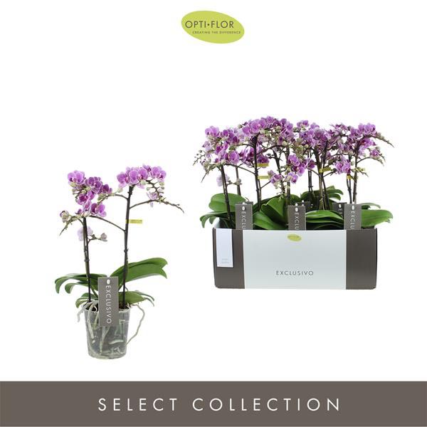 Phalaenopsis hybrida Multiflora Violet Queen