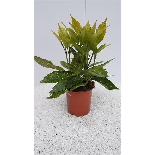 Aucuba japonica Variegata