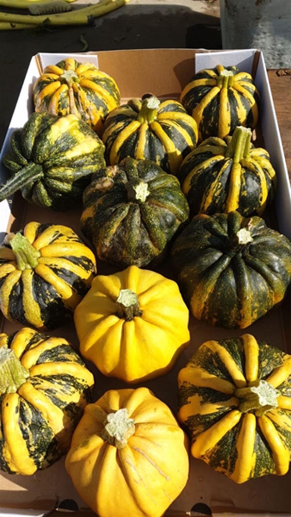 Cucurbita pepo Kürbis Kamo Kamo