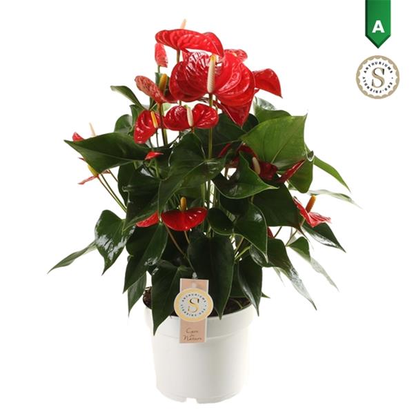 Anthurium andreanum Royal Rot Champion