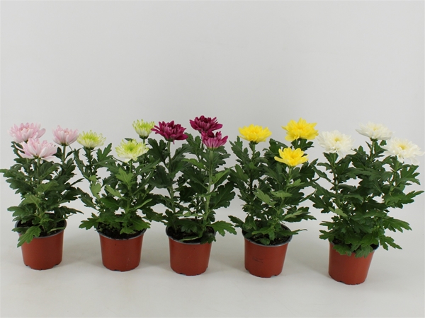 Chrysanthemum indicum Zembla Mix