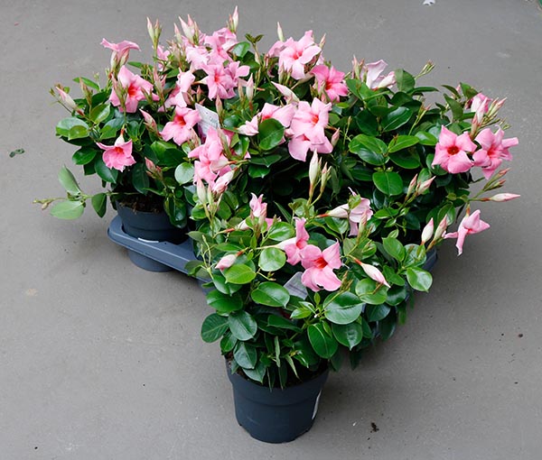 Dipladenia hybrida Cream Pink Sundeville