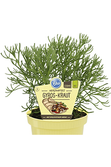 Artemisia caucasica Bio Gyros Kraut