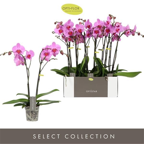 Phalaenopsis hybrida Yoko