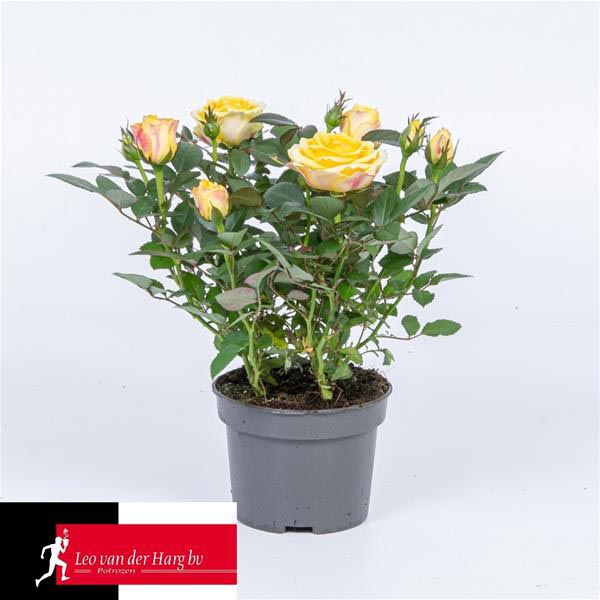 Rosa hybrida Grande Sunstar