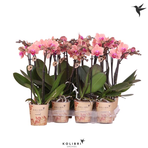 Phalaenopsis hybrida Multiflora Orange