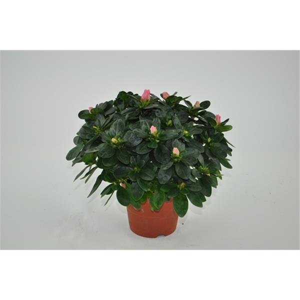 Azalea simsii Luntera Lachs