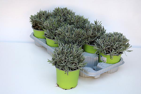 Lavandula angustifolia