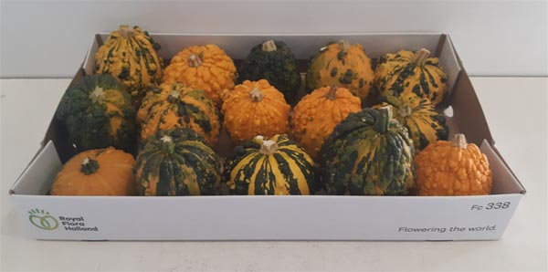 Cucurbita pepo Kürbis Wratten Mix
