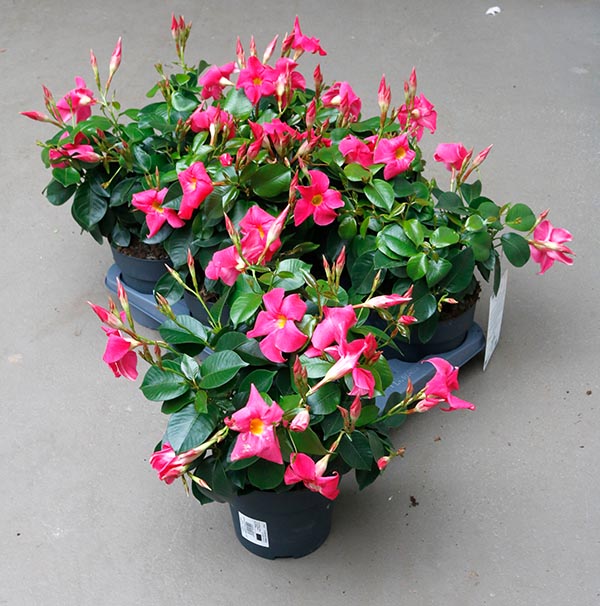 Dipladenia hybrida Pink Sundeville