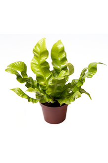 Asplenium nidus CRISPY WAVE