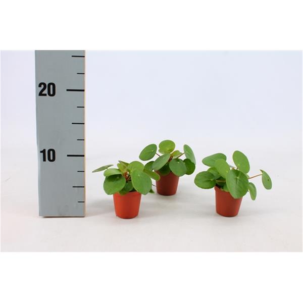 Pilea peperomioides