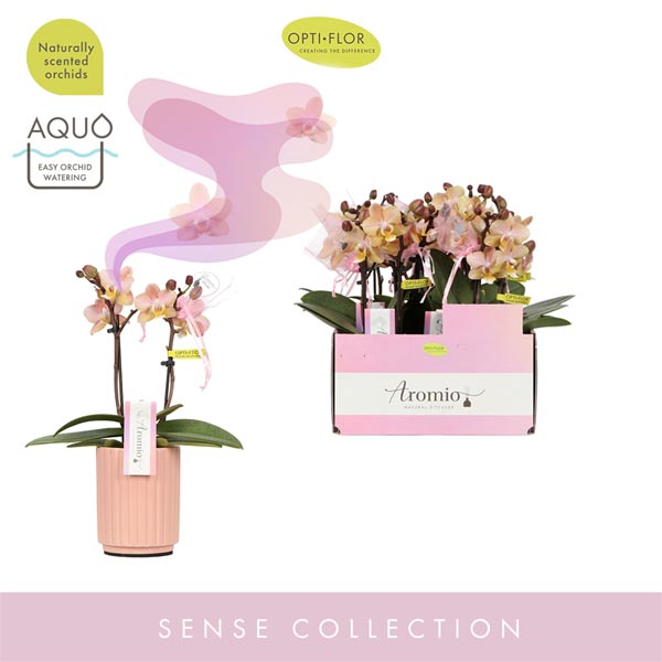 Phalaenopsis hybrida Aromio Honey In Salmon M