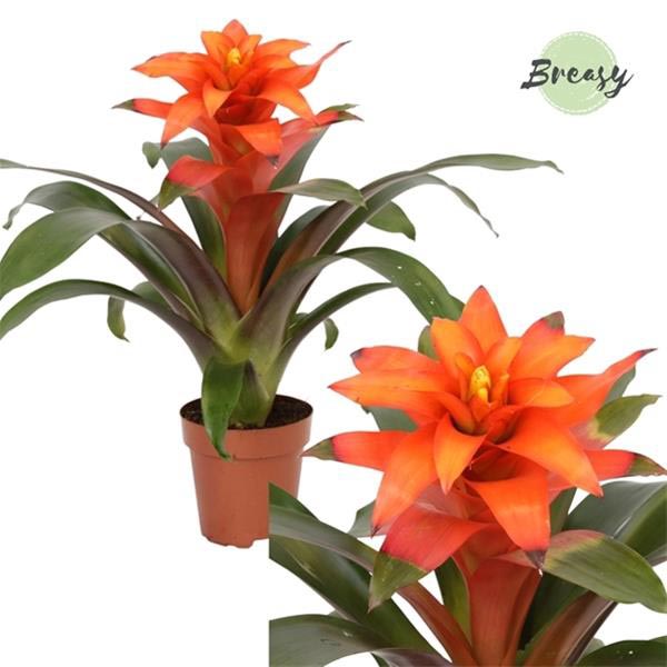 Guzmania hybrida Fiero