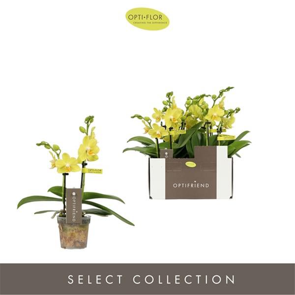 Phalaenopsis hybrida Vayenne