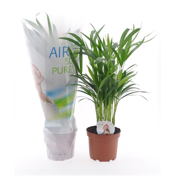 Areca catechu Lutescens