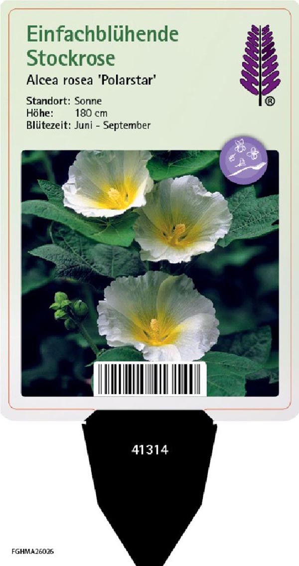 Alcea rosea Spotlight Polarstar