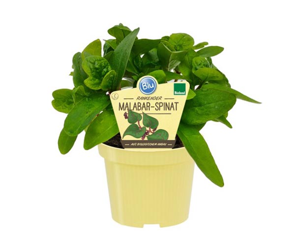 Basella alba Var. Rubra Bio Malabar Spinat