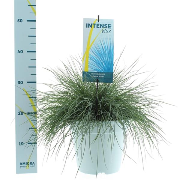 Festuca glauca Intense Blue