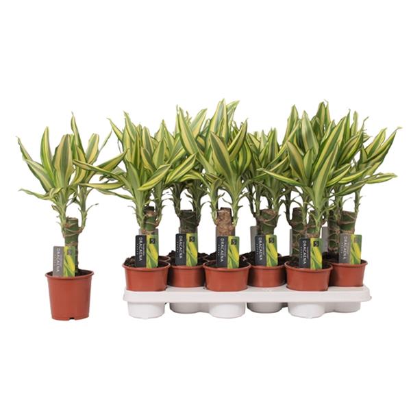 Dracaena fragrans Yellow Coast