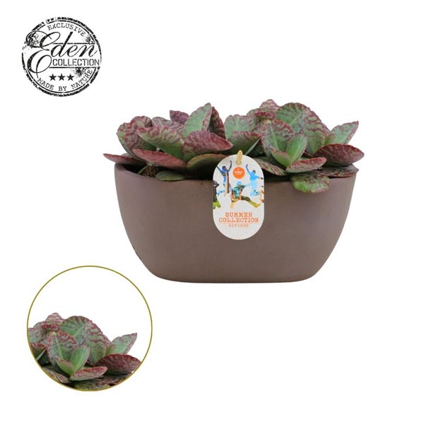 Kalanchoe Humilis Summer Collection