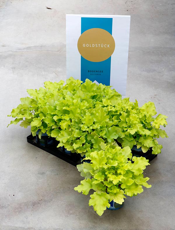 Heuchera hybrida Shiny
