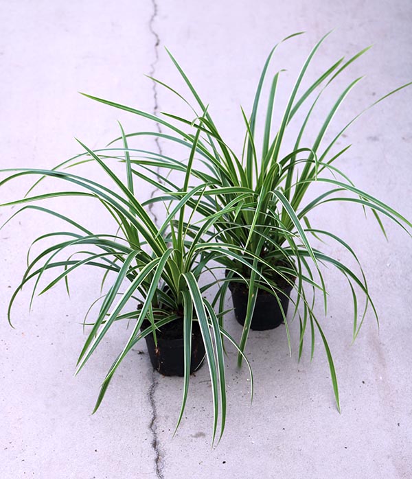 Carex morowii Ice Dance