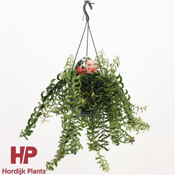 Aeschynanthus hybrida Twister