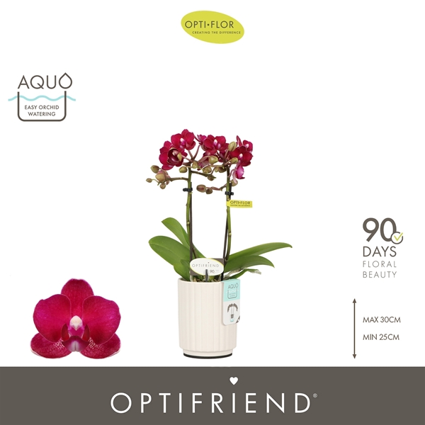 Phalaenopsis hybrida Lola In Molise White Aquo