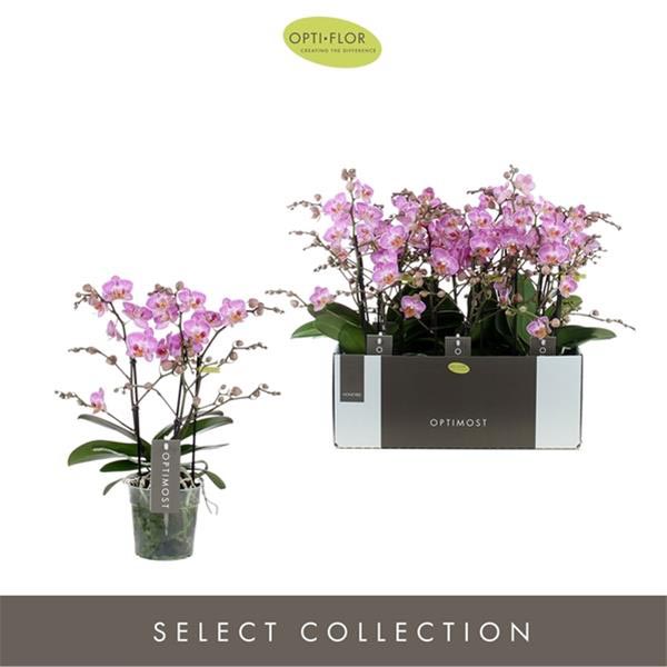 Phalaenopsis hybrida Multiflora Honeybee