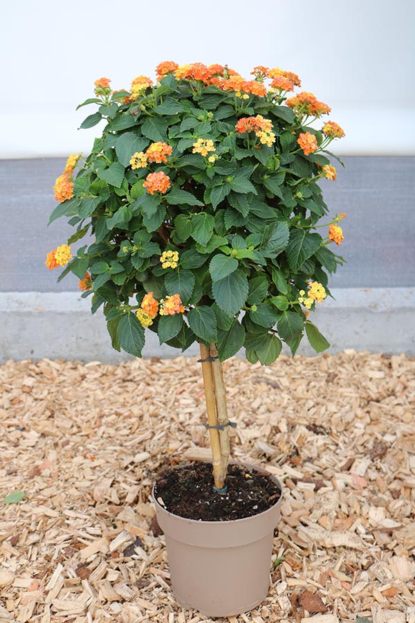 Lantana camara Orange