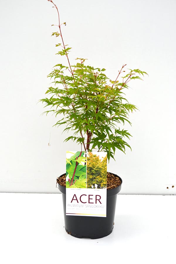 Acer palmatum Sangokaku