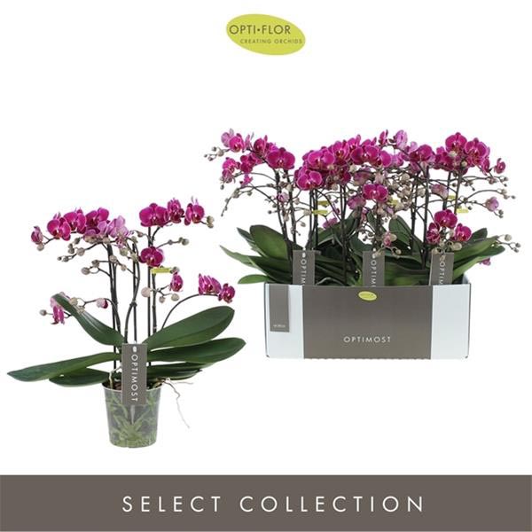 Phalaenopsis hybrida Multiflora Morelia