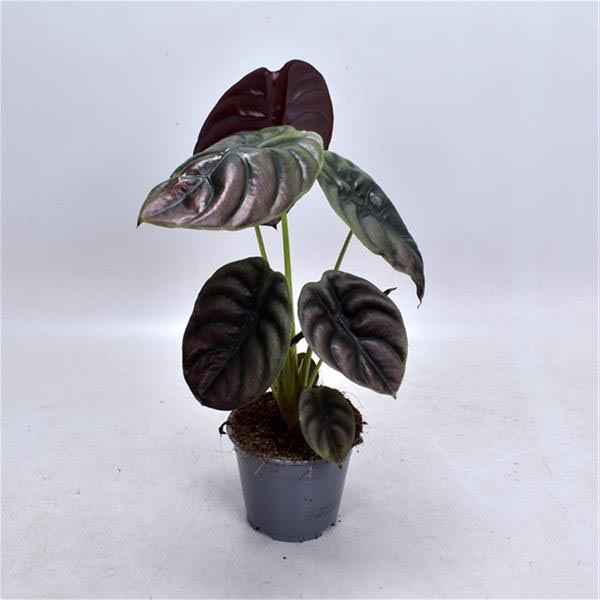 Alocasia amazonica Red Secret