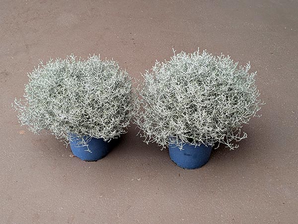 Calocephalus brownii