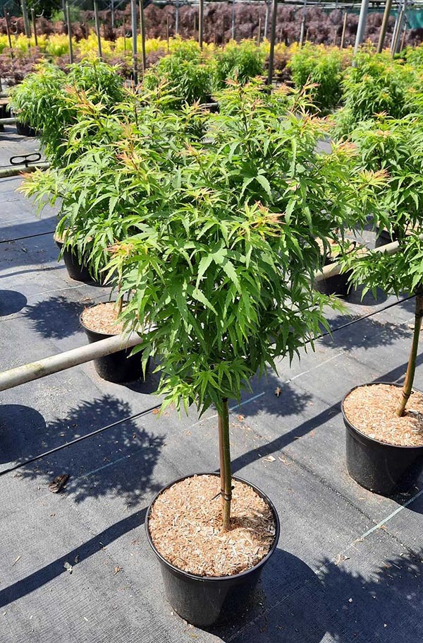 Acer palmatum Sharps Pygmy